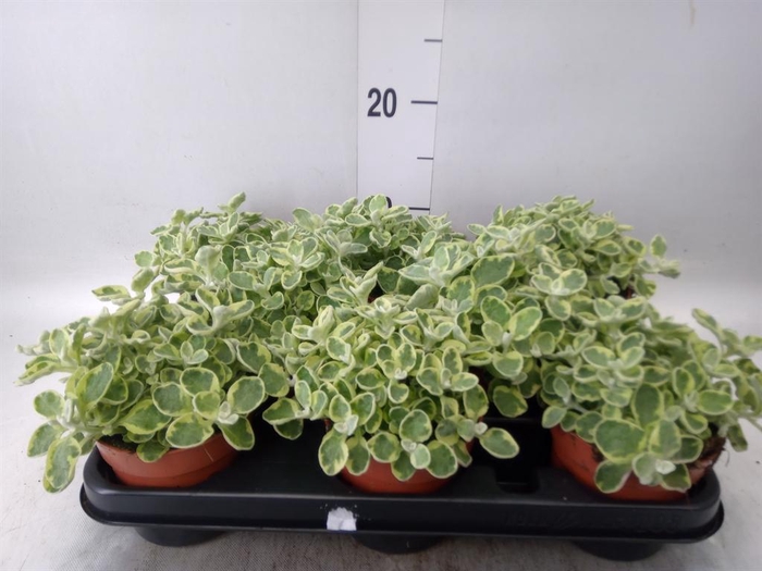 <h4>Helichrysum splendidum</h4>