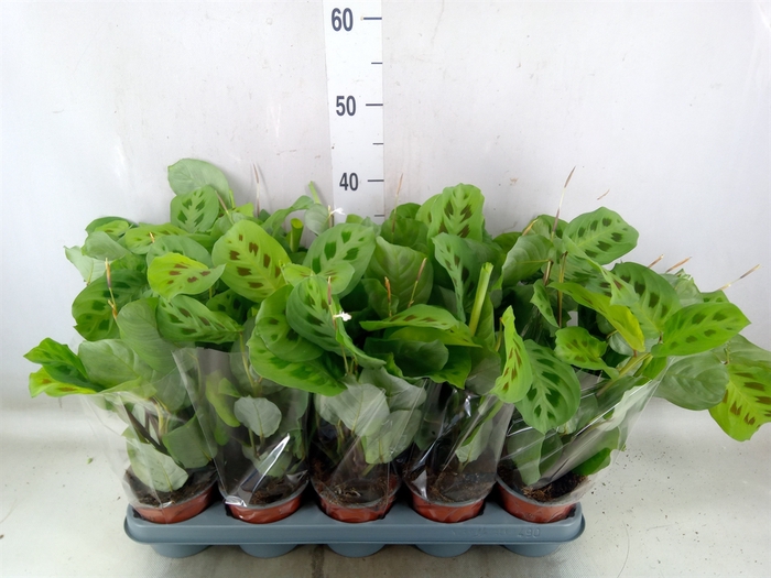 <h4>Maranta leuc. 'Kerchoveana'</h4>