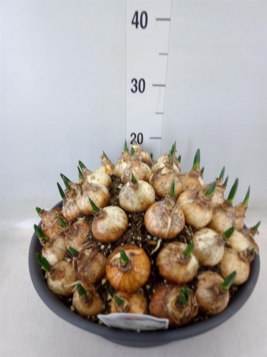 <h4>Narcissus   ...</h4>