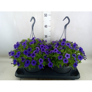 Petunia  'Tiny Tunia'   ...mix