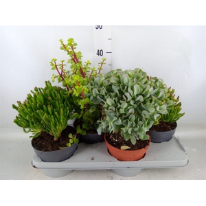 Crassula   ...mix