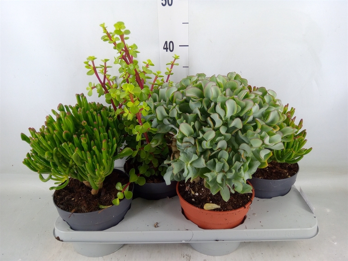 <h4>Crassula   ...mix</h4>