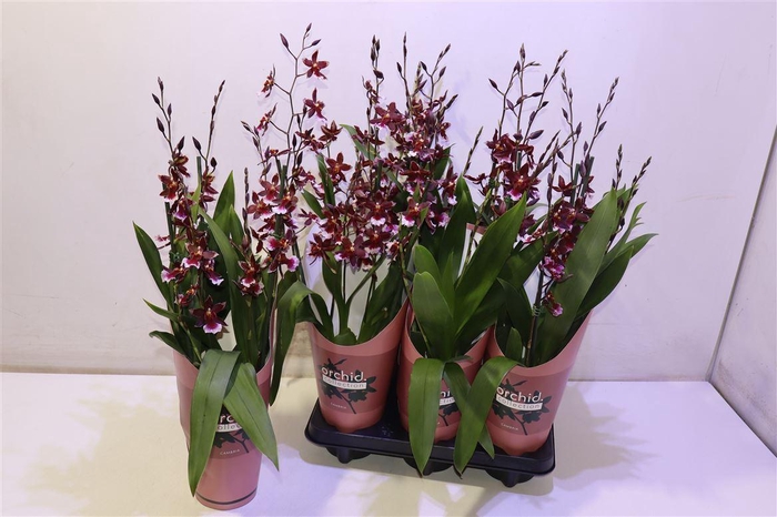 <h4>Bur Barrocco Red</h4>