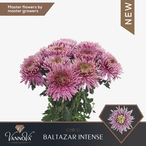 CHR G BALTAZAR INTENSE CHR G BALTAZ