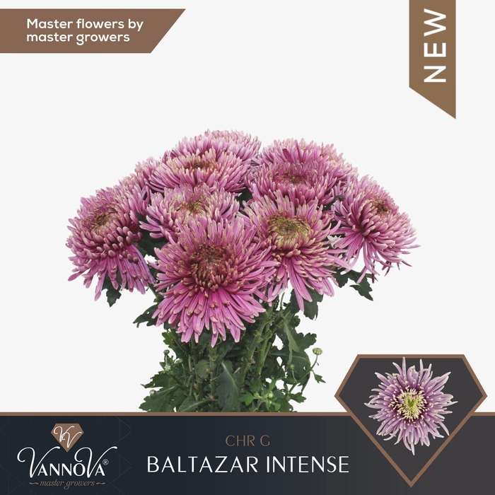 <h4>CHR G BALTAZAR INTENSE CHR G BALTAZ</h4>