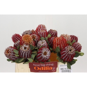 Banksia Coccinea