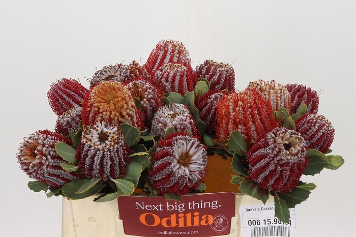 <h4>Banksia Coccinea</h4>