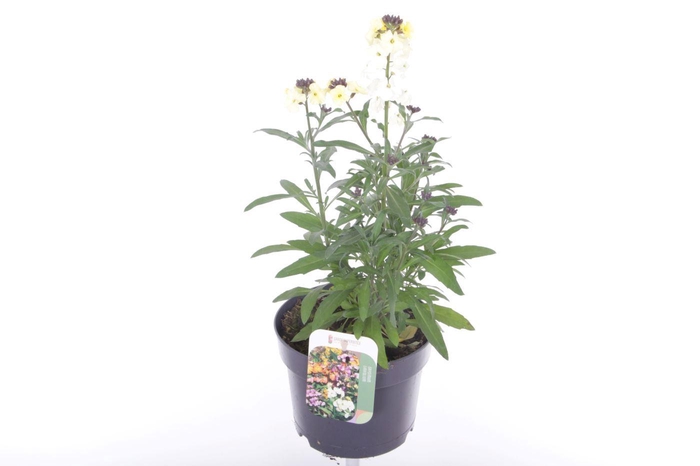 <h4>Erysimum lin. Leya Lemon Glow</h4>