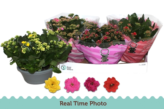 <h4>KAL GE GEM 4 KL</h4>