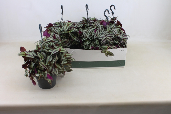 <h4>TRAD ZE PURPUSII</h4>