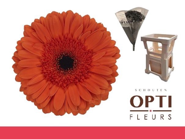 <h4>Gerbera Capella</h4>