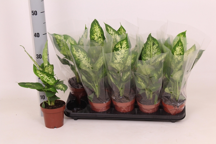 <h4>DIEFF COMPACTA</h4>