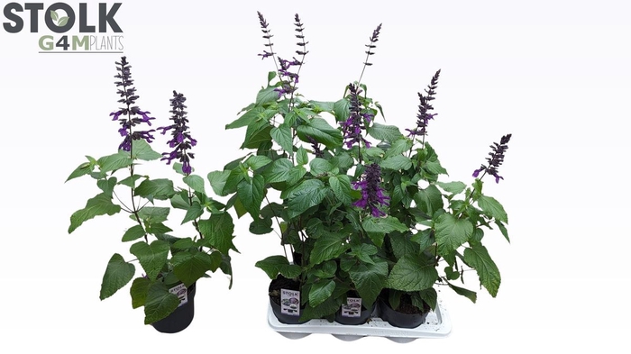 <h4>SALVIA PURPLE BLOOM</h4>