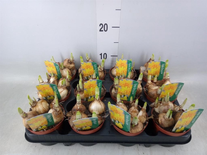 <h4>Narcissus   ...</h4>