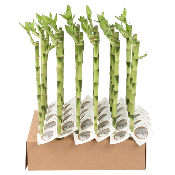 <h4>Lucky Bamboo Stem Straight 40cm in Tube & Karton Tray</h4>