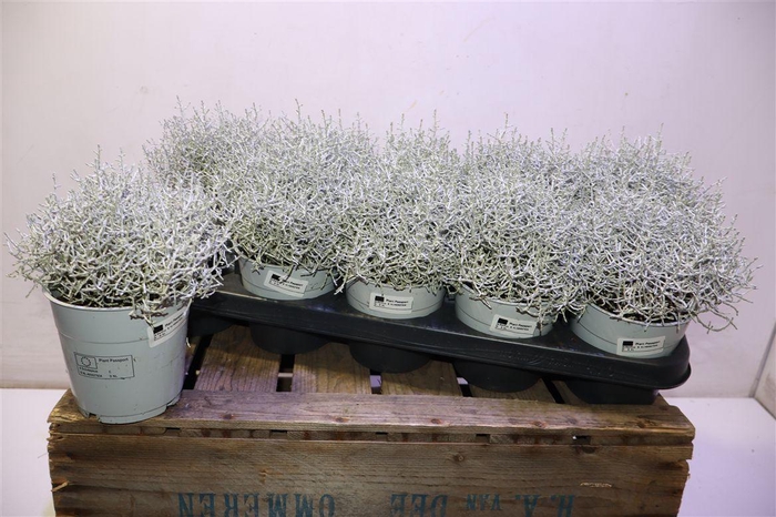 Leucoph Brownii