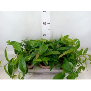 Ficus sagittata