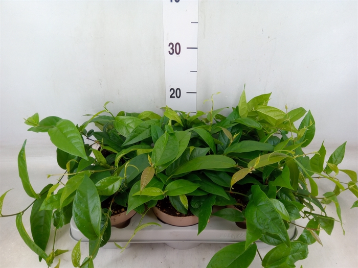 <h4>Ficus sagittata</h4>