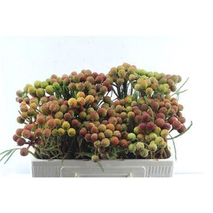 Kaaps Berz Galpinii Baubles