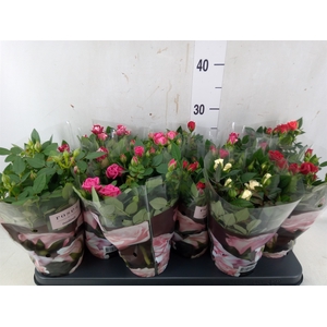 Rosa  'Victory'   ...mix