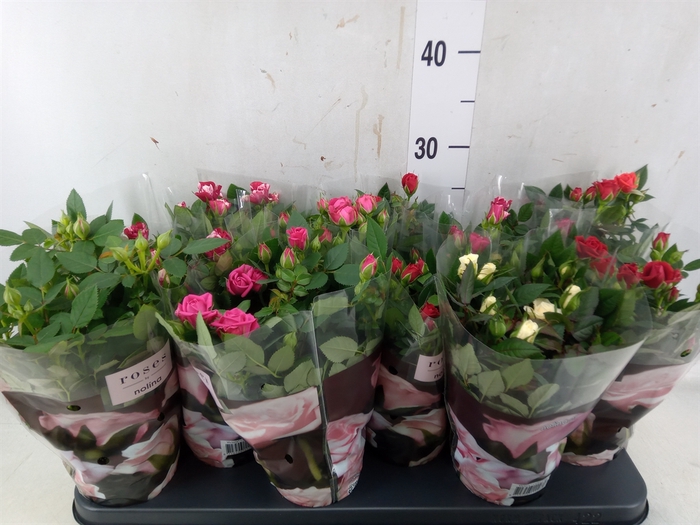 <h4>Rosa  'Victory'   ...mix</h4>