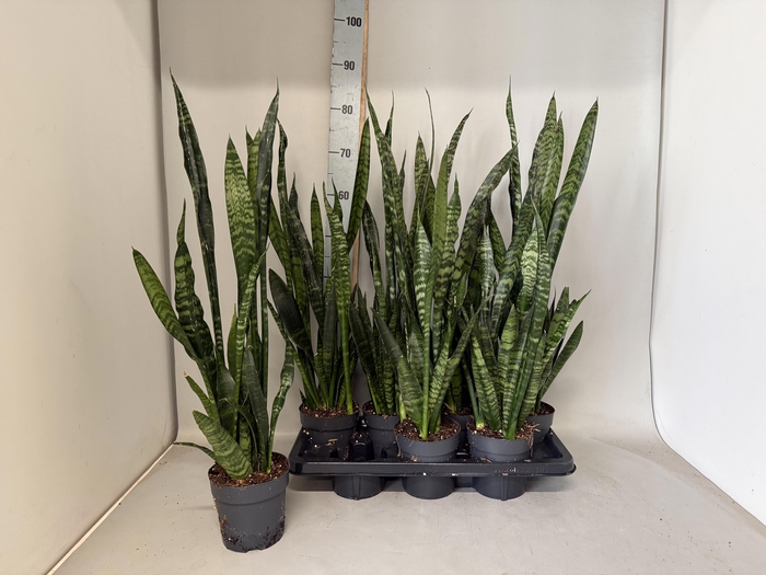 <h4>SANSEV BLACK CORAL</h4>