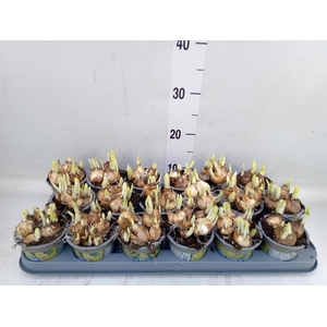 Narcissus  'Tete a tete'