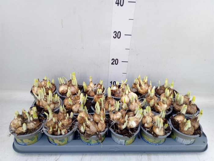 <h4>Narcissus 'Tete a tete'</h4>