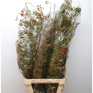 Rosa Corallo Orange Green