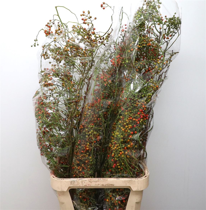 <h4>Rosa Corallo Orange Green</h4>