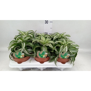 Dracaena frag. 'Kanzi'