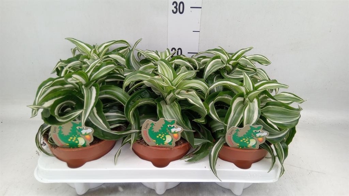 <h4>Dracaena frag. 'Kanzi'</h4>
