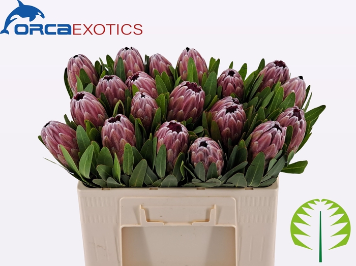 PROTEA PINK ICE