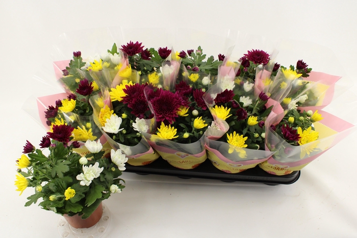 arr8 Chrys Gem In Pot