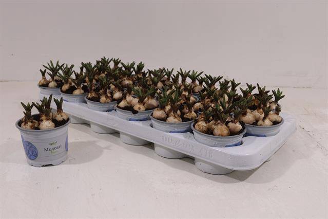 <h4>MUSCAR ARMENIACUM</h4>