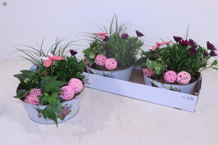 <h4>ARR TUINPLANTEN</h4>