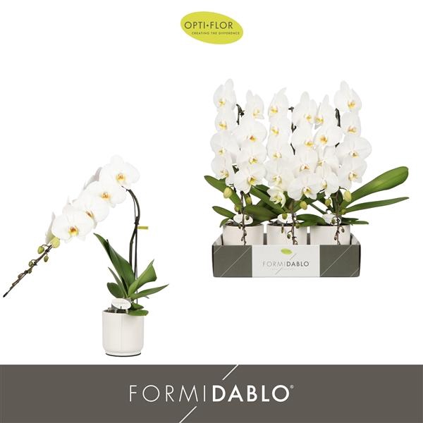 <h4>Phalaenopsis overig wit</h4>