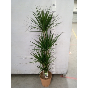Dracaena marg.