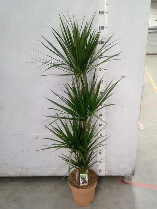 <h4>Dracaena marg.</h4>