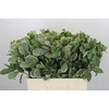 Pittosporum Ilan