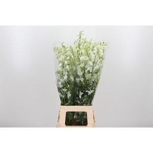 Delph En Be An White