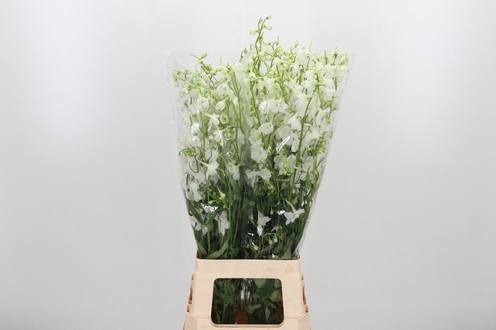 <h4>Delph En Be An White</h4>