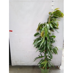 Ficus binn. 'Amstel King'
