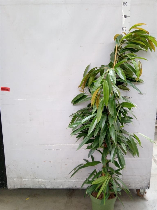 <h4>Ficus binn. 'Amstel King'</h4>