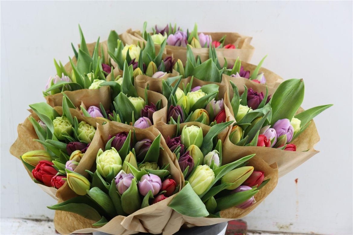 <h4>Tu Du Gemengd</h4>