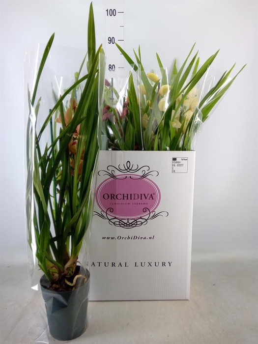<h4>Cymbidium   ...mix</h4>