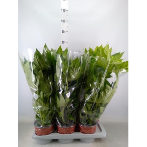 Fatsia japonica   ...