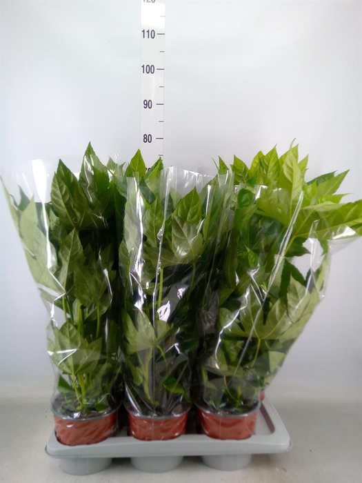 <h4>Fatsia japonica   ...</h4>