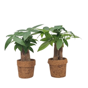 PACHIRA AQUATICA