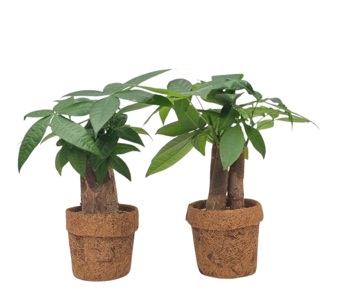 <h4>PACHIRA AQUATICA</h4>